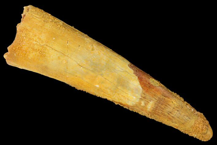 Fossil Pterosaur (Siroccopteryx) Tooth - Morocco #167142